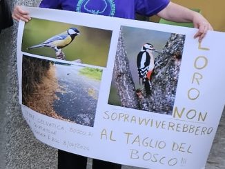 Gallarate bonetti coppe bosco