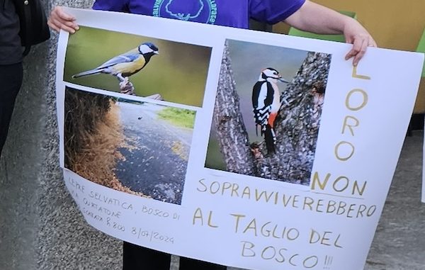 Gallarate bonetti coppe bosco