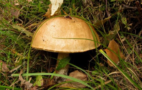 raccolta funghi sportelli micologici