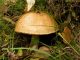 raccolta funghi sportelli micologici