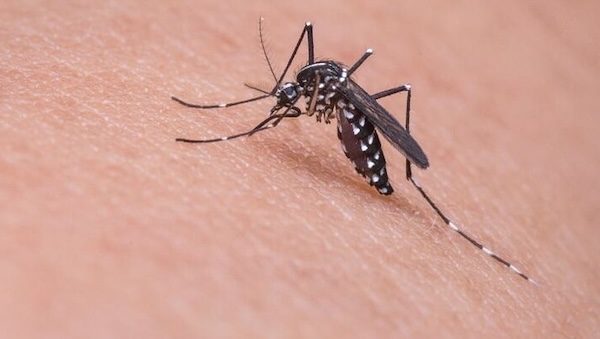 Cardano disinfestazione Virus Chikungunya