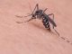 Cardano disinfestazione Virus Chikungunya