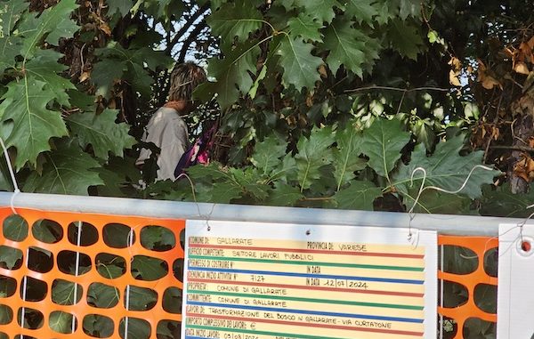gallarate taglio alberi centrosinistra