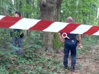 gallarate taglio alberi denunce