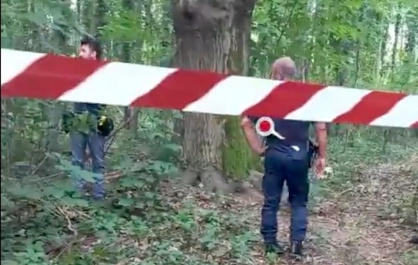 gallarate taglio alberi denunce