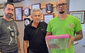 castanoprimo tartaruga animali polizialocale