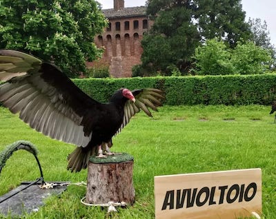 avvoltoio