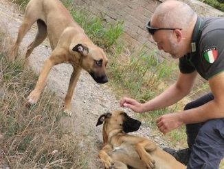 cani polizialocale castanoprimo
