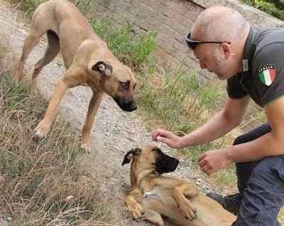 cani polizialocale castanoprimo