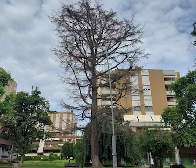 legnano amga alberi abbattuti