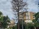 legnano amga alberi abbattuti