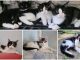 legnano gatti gattile pal