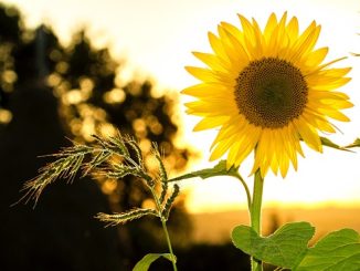 nuvola alpi sole gradi
