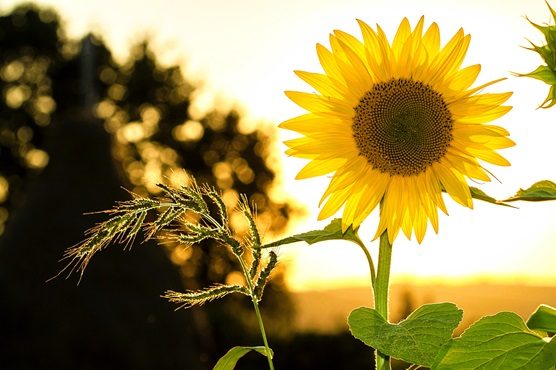 nuvola alpi sole gradi