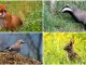 animali pam parco altomilanese
