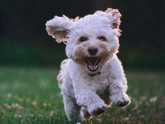 varese città con più cani