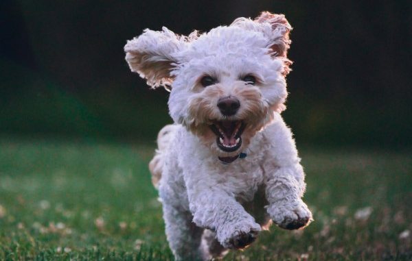 varese città con più cani