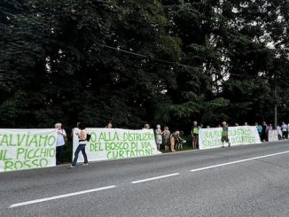 Gallarate bosco partito democratico