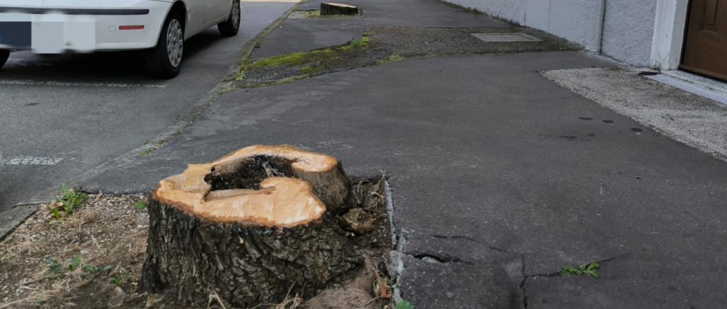 somma alberi polemiche spiegazioni
