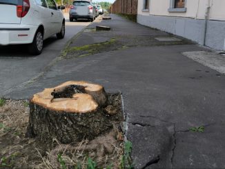 somma alberi polemiche spiegazioni
