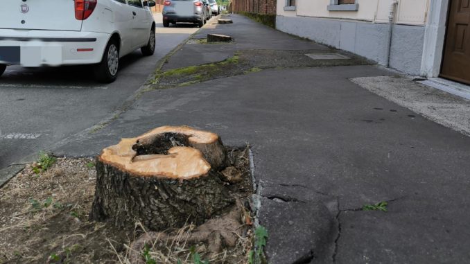 somma alberi polemiche spiegazioni