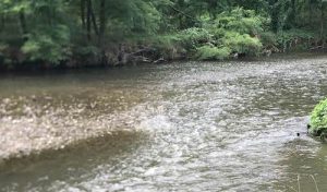 fiume olona sversamenti inquinamento