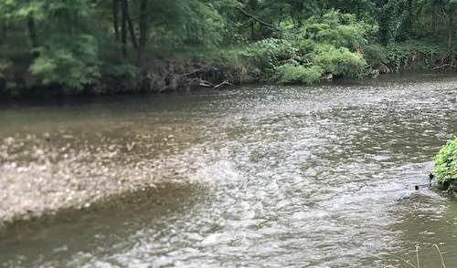 fiume olona sversamenti inquinamento
