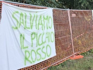 gallarate taglio bosco sgombero