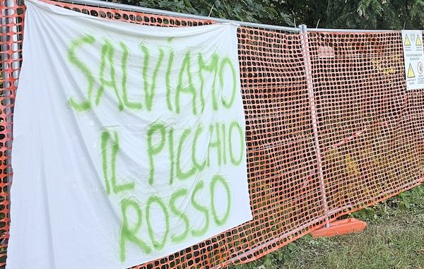 gallarate taglio bosco sgombero