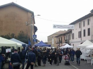 cardano autunno piantina nati