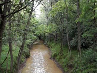 rugareto bosco torrente bozzante