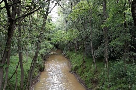 rugareto bosco torrente bozzante
