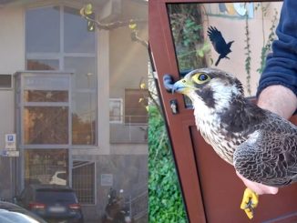 malnate ats falco pellegrino