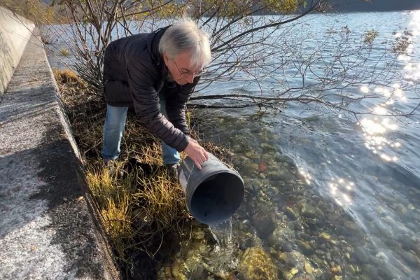 alfa pescatori avannotti laghi