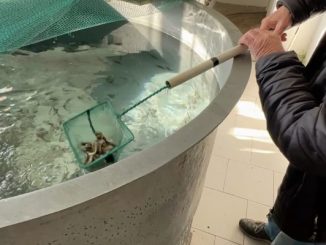 alfa pescatori avannotti laghi