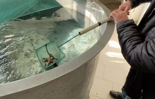 alfa pescatori avannotti laghi