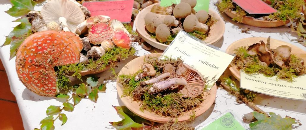 autunno funghi