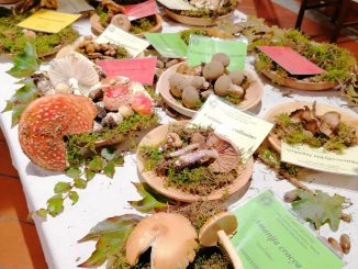 autunno funghi