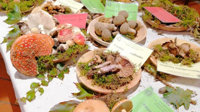 autunno funghi