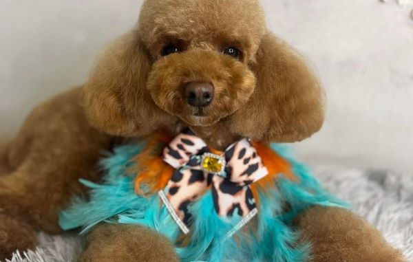 legnano cani toelettatura contest