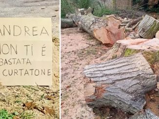 gallarate alberi sindaco cialtroni