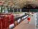 casorate area feste bando