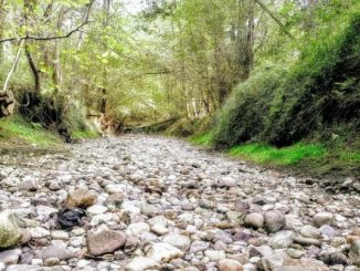bozzente torrente bosco rugareto