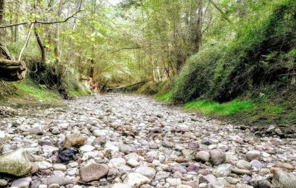 bozzente torrente bosco rugareto