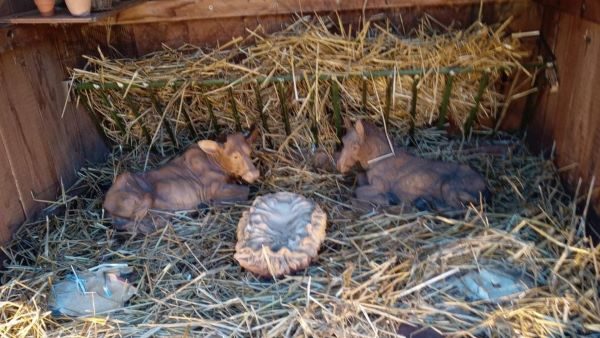 sanvittoreolona presepe vandali polizialocale