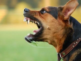 cani pericolosi regione
