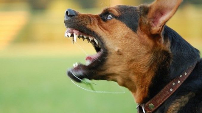cani pericolosi regione