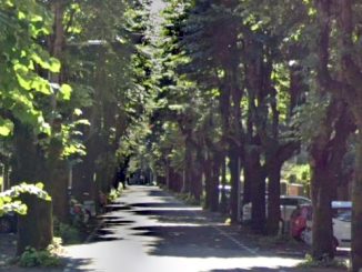 gallarate alberi viale tigli