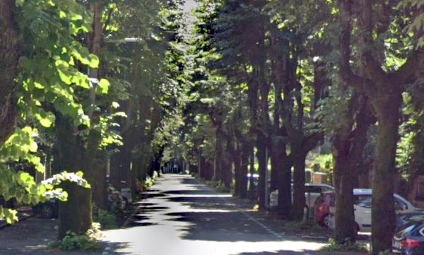 gallarate alberi viale tigli