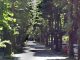 gallarate alberi viale tigli
